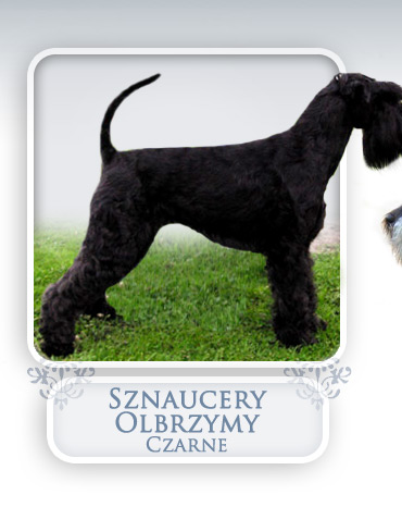 Sznaucery olbrzymy czarne, doskona�e suczki