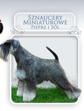 Sznaucery miniaturowe pieprz i s�l, doskona�e reproduktory, wspania�e suczki