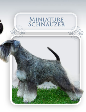 Sznaucery miniaturowe pieprz i s�l, doskona�e reproduktory, wspania�e suczki