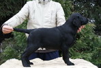 Escudo Kennel handling i hodowla sznaucer�w miniaturowych pieprz i s�l oraz sznaucer�w olbrzym�w czarnych