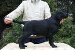 Escudo Kennel handling i hodowla sznaucer�w miniaturowych pieprz i s�l oraz sznaucer�w olbrzym�w czarnych