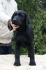 Escudo Kennel handling i hodowla sznaucer�w miniaturowych pieprz i s�l oraz sznaucer�w olbrzym�w czarnych