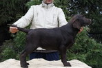 Escudo Kennel handling i hodowla sznaucer�w miniaturowych pieprz i s�l oraz sznaucer�w olbrzym�w czarnych