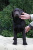 Escudo Kennel handling i hodowla sznaucer�w miniaturowych pieprz i s�l oraz sznaucer�w olbrzym�w czarnych