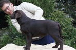 Escudo Kennel handling i hodowla sznaucer�w miniaturowych pieprz i s�l oraz sznaucer�w olbrzym�w czarnych
