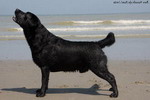 Escudo Kennel handling i hodowla sznaucer�w miniaturowych pieprz i s�l oraz sznaucer�w olbrzym�w czarnych