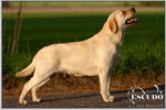 Escudo Kennel handling i hodowla sznaucer�w miniaturowych pieprz i s�l oraz sznaucer�w olbrzym�w czarnych