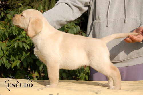 Escudo