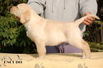 Escudo Kennel handling i hodowla sznaucer�w miniaturowych pieprz i s�l oraz sznaucer�w olbrzym�w czarnych