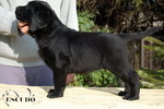 Escudo Kennel handling i hodowla sznaucer�w miniaturowych pieprz i s�l oraz sznaucer�w olbrzym�w czarnych