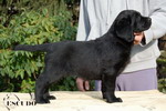 Escudo Kennel handling i hodowla sznaucer�w miniaturowych pieprz i s�l oraz sznaucer�w olbrzym�w czarnych