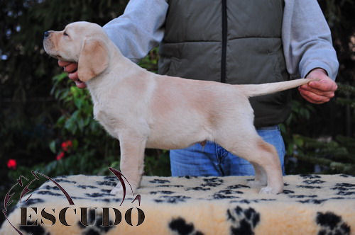 Escudo