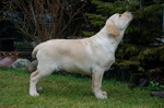 Escudo Kennel handling i hodowla sznaucer�w miniaturowych pieprz i s�l oraz sznaucer�w olbrzym�w czarnych