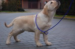 Escudo Kennel handling i hodowla sznaucer�w miniaturowych pieprz i s�l oraz sznaucer�w olbrzym�w czarnych