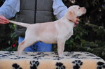 Escudo Kennel handling i hodowla sznaucer�w miniaturowych pieprz i s�l oraz sznaucer�w olbrzym�w czarnych
