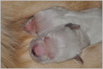 Escudo Kennel handling i hodowla sznaucer�w miniaturowych pieprz i s�l oraz sznaucer�w olbrzym�w czarnych