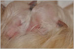 Escudo Kennel handling i hodowla sznaucer�w miniaturowych pieprz i s�l oraz sznaucer�w olbrzym�w czarnych