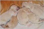 Escudo Kennel handling i hodowla sznaucer�w miniaturowych pieprz i s�l oraz sznaucer�w olbrzym�w czarnych