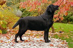 Escudo Kennel handling i hodowla sznaucer�w miniaturowych pieprz i s�l oraz sznaucer�w olbrzym�w czarnych