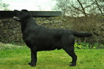 Escudo Kennel handling i hodowla sznaucer�w miniaturowych pieprz i s�l oraz sznaucer�w olbrzym�w czarnych