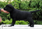 Escudo Kennel handling i hodowla sznaucer�w miniaturowych pieprz i s�l oraz sznaucer�w olbrzym�w czarnych