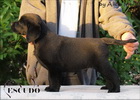 Escudo Kennel handling i hodowla sznaucer�w miniaturowych pieprz i s�l oraz sznaucer�w olbrzym�w czarnych