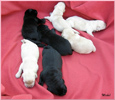 Escudo Kennel handling i hodowla sznaucer�w miniaturowych pieprz i s�l oraz sznaucer�w olbrzym�w czarnych
