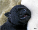 Escudo Kennel handling i hodowla sznaucer�w miniaturowych pieprz i s�l oraz sznaucer�w olbrzym�w czarnych