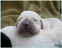 Escudo Kennel handling i hodowla sznaucer�w miniaturowych pieprz i s�l oraz sznaucer�w olbrzym�w czarnych