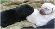 Escudo Kennel handling i hodowla sznaucer�w miniaturowych pieprz i s�l oraz sznaucer�w olbrzym�w czarnych
