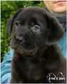 Escudo Kennel handling i hodowla sznaucer�w miniaturowych pieprz i s�l oraz sznaucer�w olbrzym�w czarnych