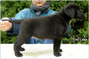 Escudo Kennel handling i hodowla sznaucer�w miniaturowych pieprz i s�l oraz sznaucer�w olbrzym�w czarnych
