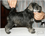 Escudo Kennel handling i hodowla sznaucer�w miniaturowych pieprz i s�l oraz sznaucer�w olbrzym�w czarnych