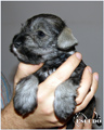 Escudo Kennel handling i hodowla sznaucer�w miniaturowych pieprz i s�l oraz sznaucer�w olbrzym�w czarnych