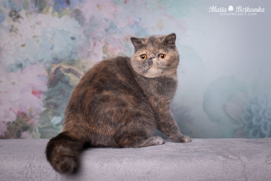 PL*Sepis CUTIE PIE - niebiesko-kremowa kotka egzotyczna