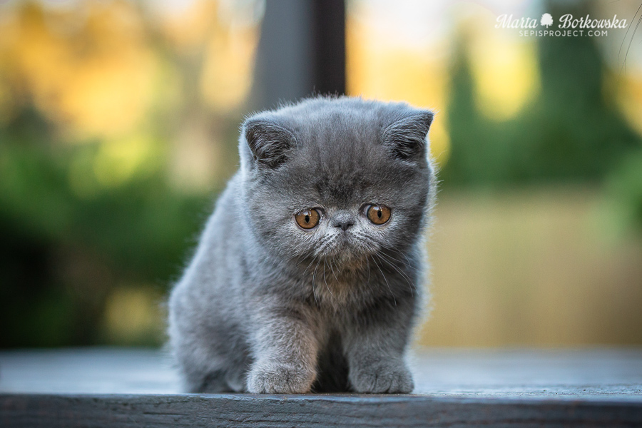 blue exotic shorthair female