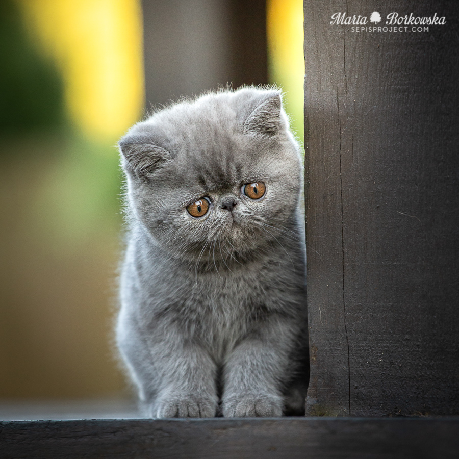 PL*Sepis Well Done! - blue exotic shorthair male