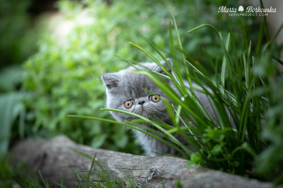 PL*Sepis Wish Come True - blue exotic shorthair male