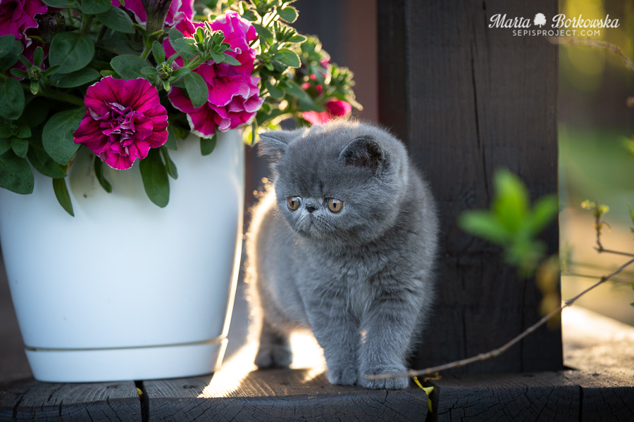 PL*Sepis Wish Me Luck - blue exotic shorthair male