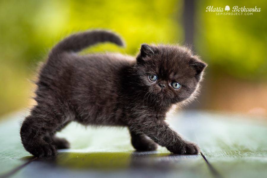PL*Sepis XARA PICASSO - black exotic shorthair female