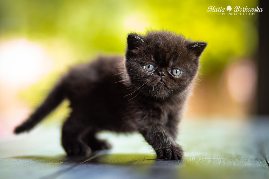 PL*Sepis X-BAZYLI - black exotic shorthair male