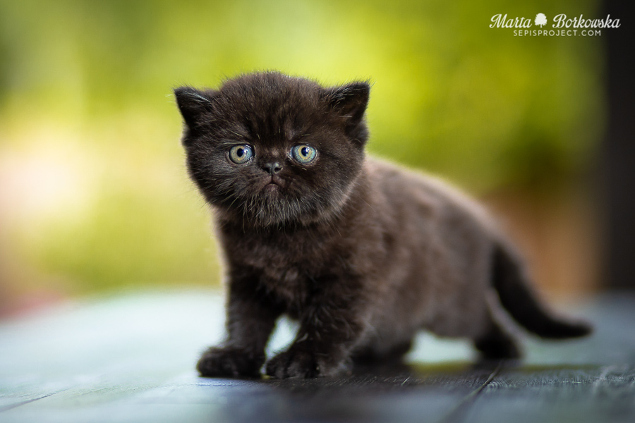 PL*Sepis XION-BOB - black exotic shorthair male