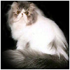 Brannaway Bubbles of Ocalicos