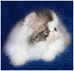 Purrinlot J'Adore