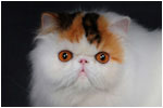 Purrinlot J'Adore